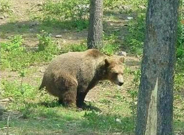 Jay Bilas tweet media