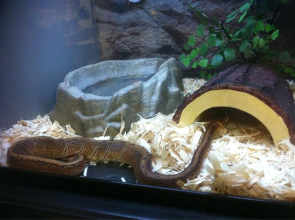 MrDeads28's tweet image. Newest addition to the house just for @rymanypenny03 #BabyPython