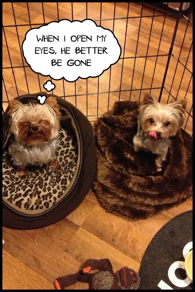 Chewbacca the Yorkie (Yorkiesinwild) Twitter