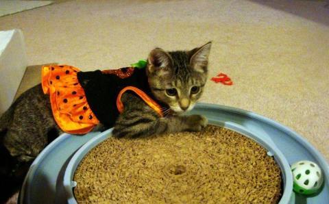 Look how cute Cassidy is - posing in her Halloween costume! Available for adoption, by the way . just got spayed today