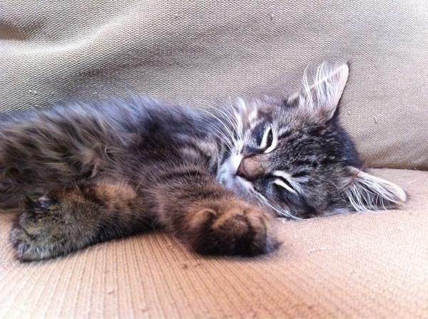 montee_ray's tweet photo. I feel like a new cat! Week of good food, safe sleep, tons of play! Thx LA! Ok ready to go back to @montereyplaza now! http://t.co/6Rdx9sv5