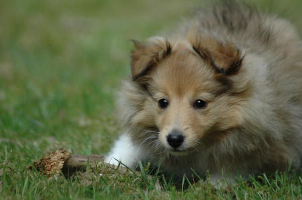 шотландская овчарка шелти. мини колли шелти. шелти собака. шелти пятнистая. шелти собачка.
