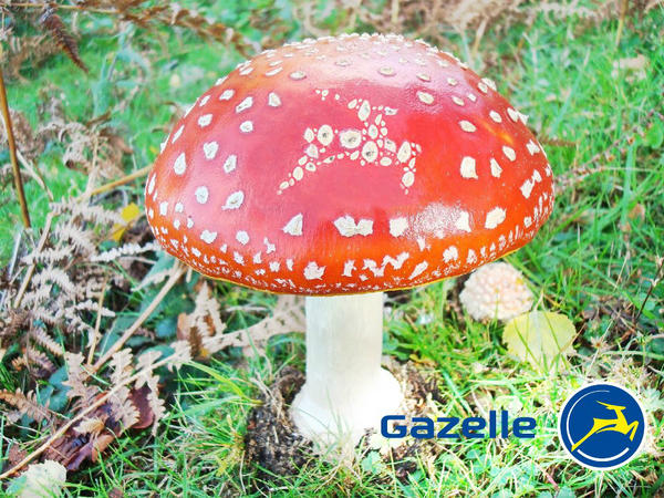 De herfst is weer begonnen, mooie tijd om door de bossen te fietsen!