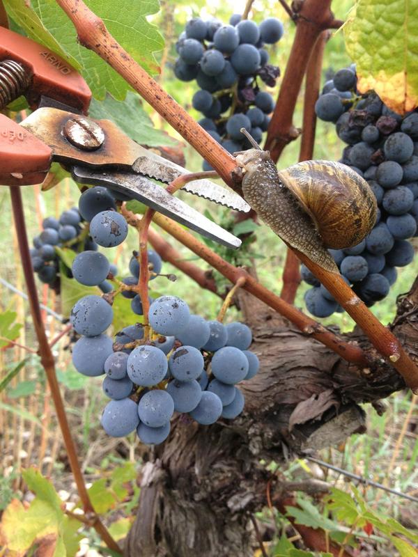 The harvest of 2012 year has been started.