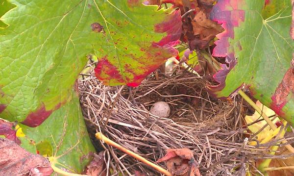 During the harvest,a bird's nest was found. That means a natural balance is existed in the Liber Pater vineyard.