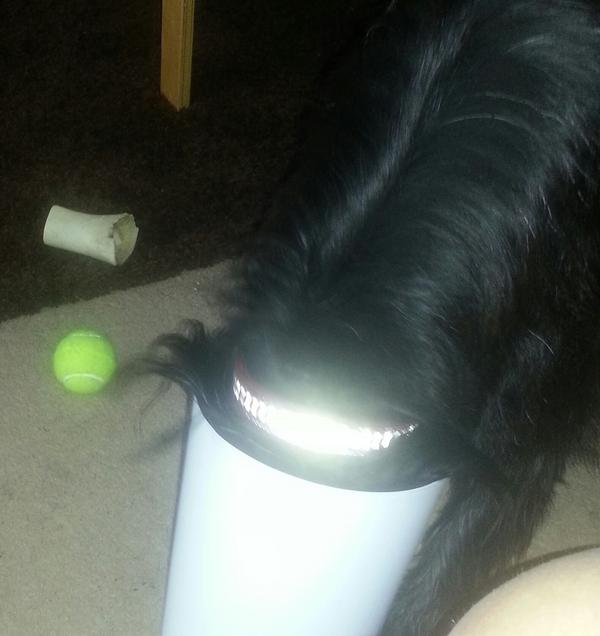 Wilbert. With head in the bin!