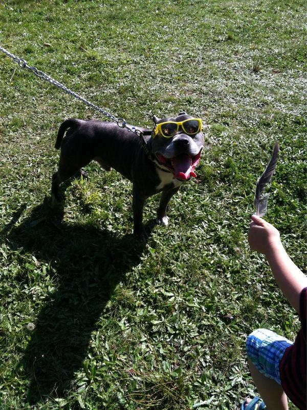 Cesar Millan Auf Twitter Junior Cesar Get Some Pre Session Exercise Before The Next Training Cesar S Way Class The Dpc Which Starts Today Http T Co Bhywlkix