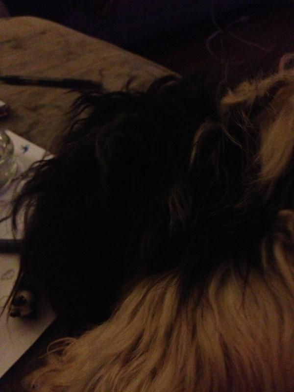 DreamingOfLove_'s tweet image. Patches and I are bored and the debate has only just begun. #debate2012 #hopeitsbetter