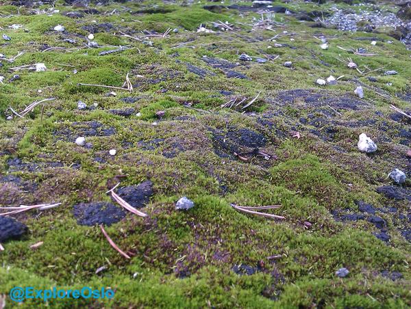 ExploreOslo's tweet image. Moss in Østmarka, Oslo.