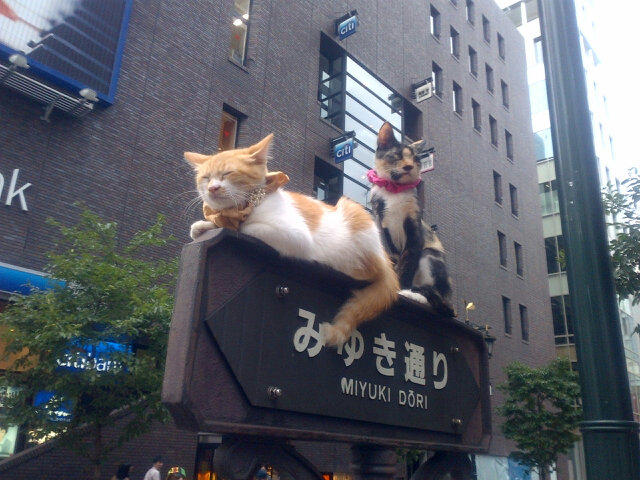 銀座看板猫 V Twitter 周知 銀座の看板で猫が寝ているのは猫おじさんによる虐待 Http T Co Heqxwucf Rt Akikon246 銀座の標識の上に猫ちゃんが カワユス Http T Co Upxp8jsj