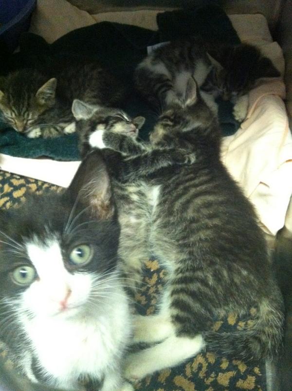 It's a kitten party here!