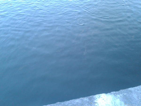 Chrisconfringo's tweet image. Hundreds of Mullet in the Lee! #fishinvasion