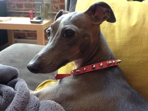 IGPixel's tweet image. New collar!