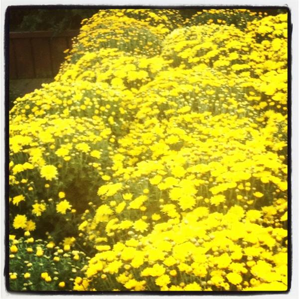 Feeling fall with beautiful mums!