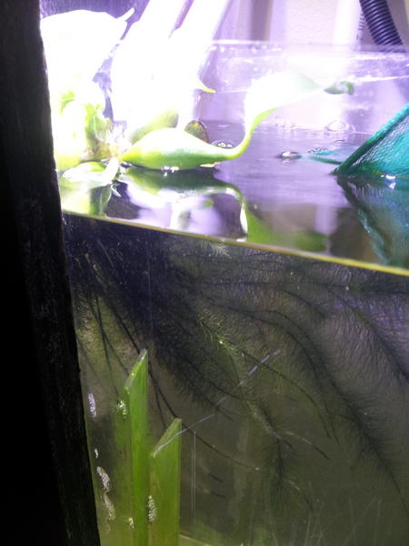 SeattleReefer's tweet photo. Why yes! That is a water hyacinth in my freshwater refugium... http://t.co/b82kWDwn