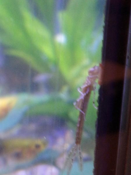 SeattleReefer's tweet photo. Another dragonfly raised in my tank! They're fun to watch swim... http://t.co/rGA1b99Y