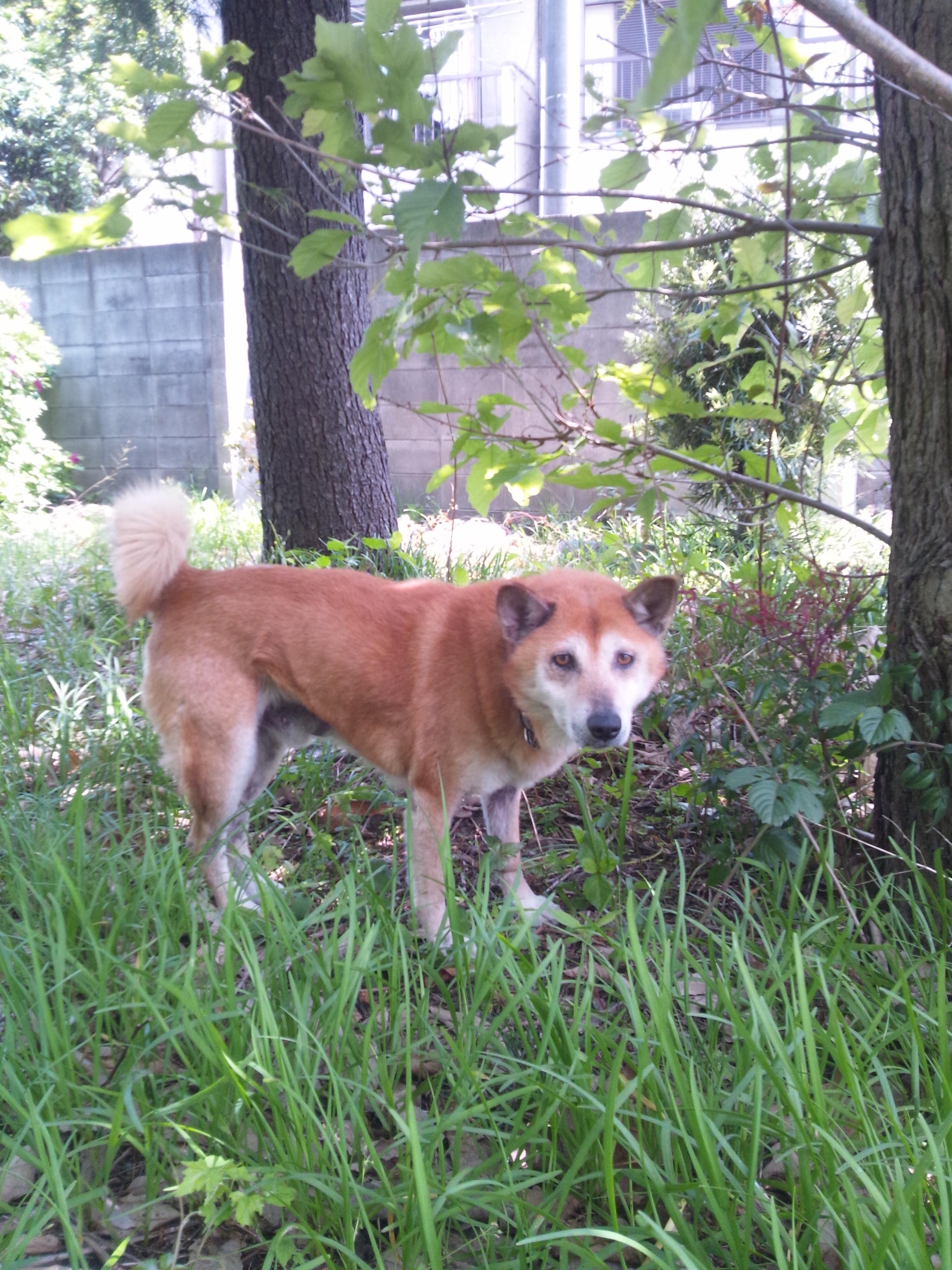 تويتر 日本犬三河犬の三郎 على تويتر 犬 三河犬 日本犬 Dog こんにちは ボクは絶滅寸前の三河犬の三郎です 只今ご主人様とピクニック中 お外は気持ちいいー Http T Co Dq2wiyrg