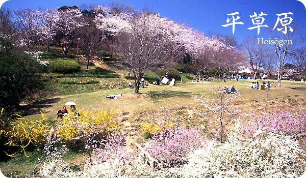 かやたん もうすぐお盆 平草原公園 春は桜で満開だ 展望台から白浜 高尾山を望む 風がなければ最高の景色だ ﾟ Http T Co Mfihgrok