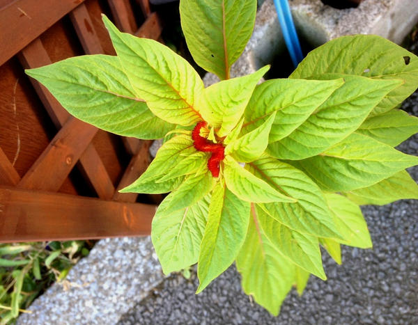 コータフラワー本店 Cota Honten Twitter