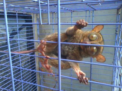 Tarsius rescued and released 2 days ago by Kalaweit kalimantan <a href="/OlgaLy_DIA/">Olga Lydia</a> <a href="/desianwar/">Desi Anwar</a> @AnneLeNenCOM <a href="/piyopikavet/">Panggil aja Purbo</a>