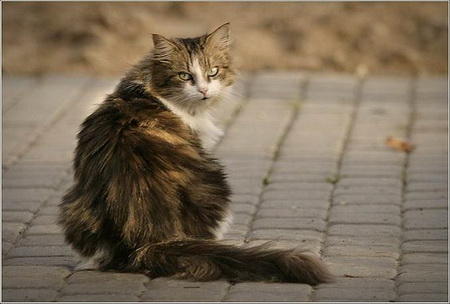 котик спиной