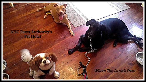 Nyc Paws Authority tweet media