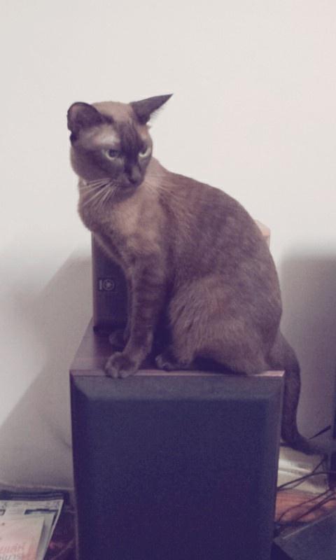 oGoonGo's tweet photo. Sculpture http://t.co/uIFfrZ6x