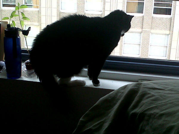 agb82's tweet image. She didn&apos;t like what she saw outside #ohBlanca #puffytail #lol