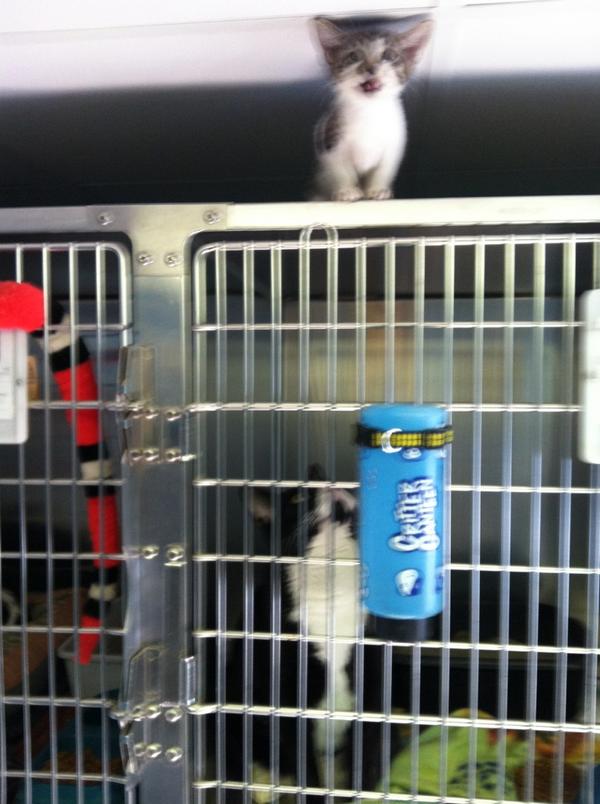 Sweet freedom #prisonbreak #kittenoncage #kittens #cat