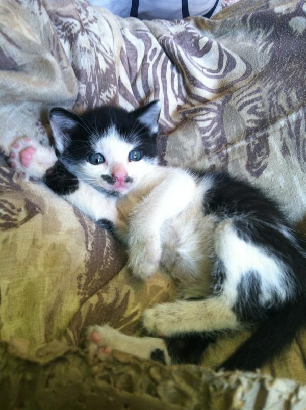 Kitler... all hail... jk... but seriously so cute