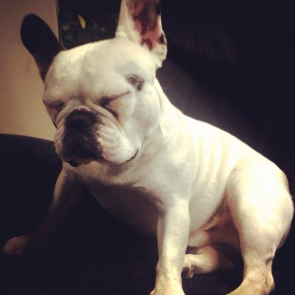 WayneBff's tweet photo. Who sleeps like this??? http://t.co/tdL8MB8Z #DogBff #Douglas #FrenchBulldog http://t.co/vV5OKgSW