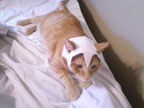 Klasvich1's tweet photo. I present Sir.Knight Tubbylumpkins Wubbleson the 3rd
#RuneCats @Mod_Jane @modPaulm http://t.co/VC65Y51I