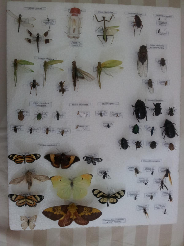 Vanessa Ribeiro tweet media