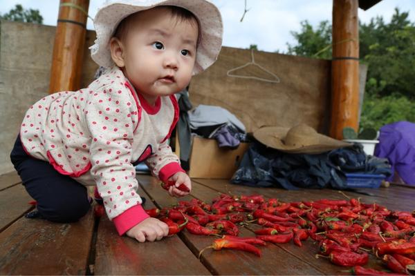 sin2sin_'s tweet image. 하루 지났는데 너무 보고 싶은 우리 조카들.. 돌지난 녀석은 벌써 할아버지를 돕겠다고 고추를 널고 있다 똘똘한 녀석^^