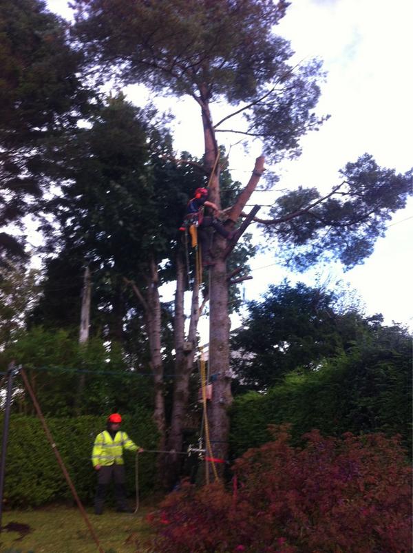 TechTrees's tweet image. Wee climb