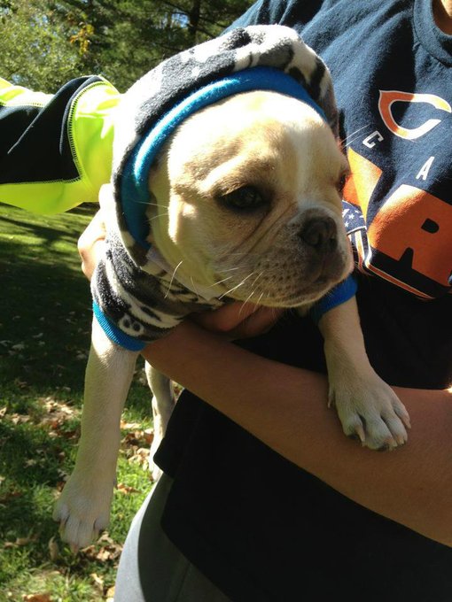 my lil man! #frenchbulldog http://t.co/teazZAHl<a href="/tag/frenchbulldog"class="tags">#frenchbulldog</a>