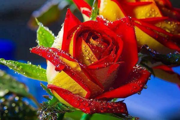 Soy Muy Español.Español.Viva ESPAÑA.Viva