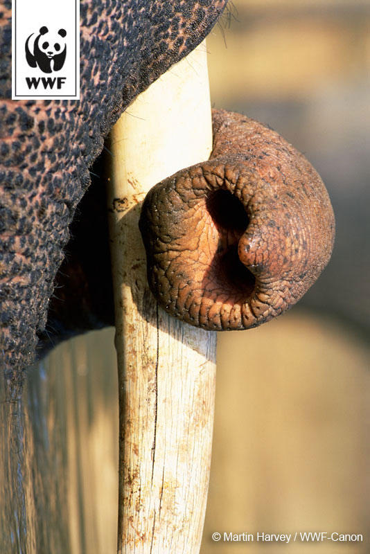 WWF's tweet image. Join us in our campaign to #killthetrade that kills elephants for their tusks. bit.ly/Vsfpqs #wildlifewednesday