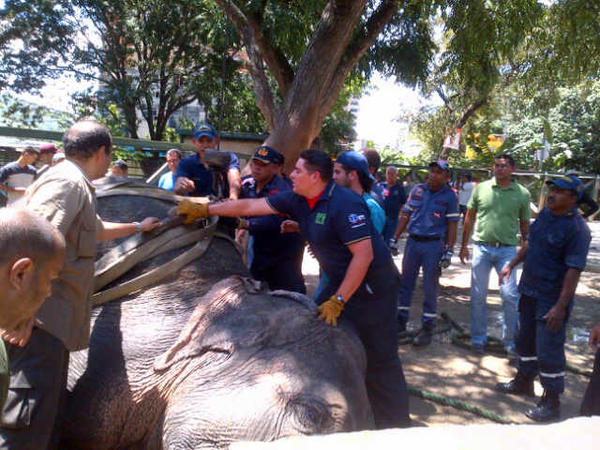 Jacobo_Vidarte's tweet photo. Aragua: Fallece la elefanta Lucky de nuestro Zoológico de Maracay (002): http://t.co/WCWgCF89