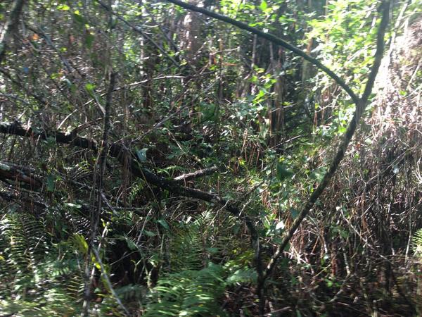 EcotoneEnv's tweet photo. Extremely thick urban site. Heavily overgrown with exotics! http://t.co/CgEamhLs
