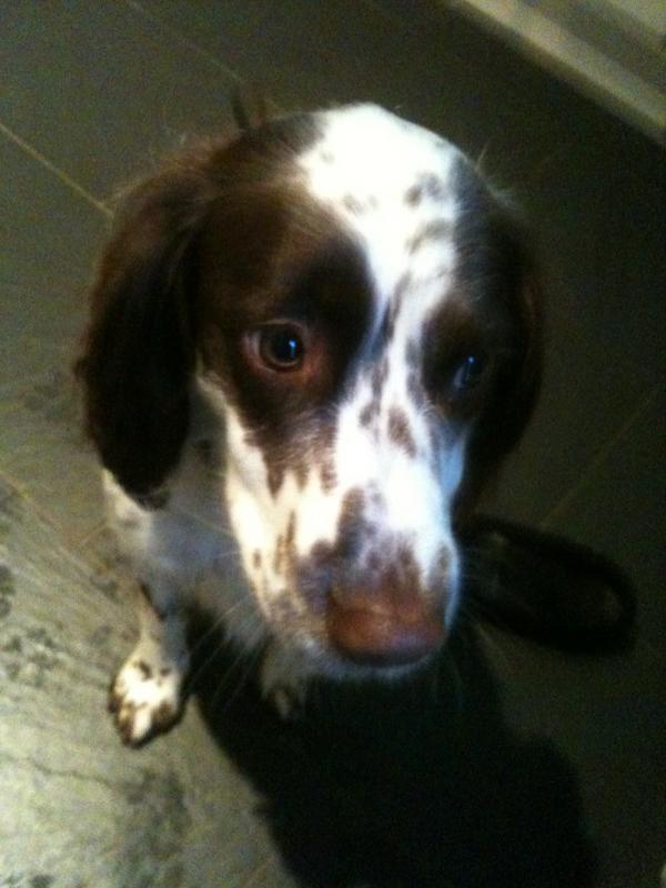 DogsIncorp's tweet image. Adorable! RT @krustypants: @DogsIncorp Just one! There's just me and my girl @MatildaStuart1 in my house