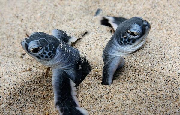 LosRoquesGuide's tweet photo. Adopta 1 #tortuga! Fundación Científica d #LosRoques -Isla Dos Mosquises #Vzla. #LosRoquesGuide https://t.co/u44hsOXP … http://t.co/ntuzX76D