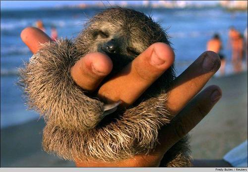 coourtneybates's tweet image. @RachelZatezalo best thing ive seen all day. thought you would appreciate it. #pygmysloth
