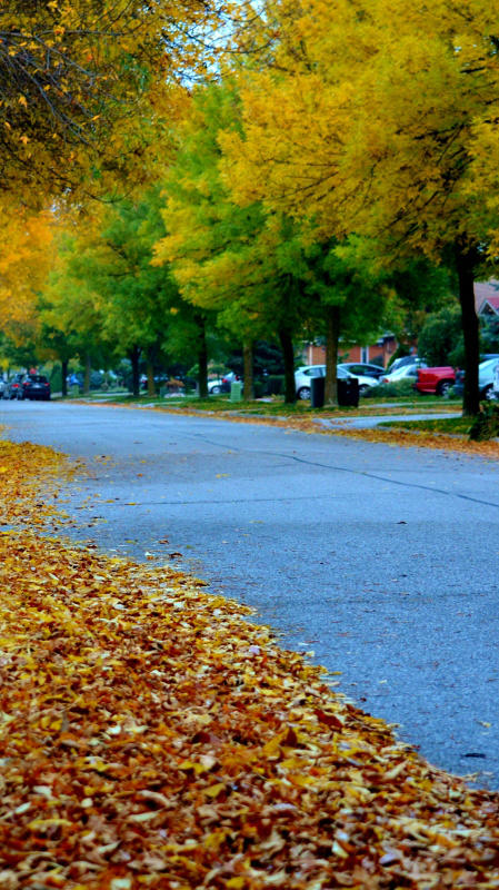 Consiglioz's tweet image. did #fall sneak up on u 2? snapped this on walk home... #dreading or lookin forward 2 coming #winter ? former 4 me ...