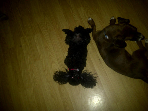 telmann721's tweet photo. @wilw Minuit says good night Marlowe http://t.co/mUllgVss
