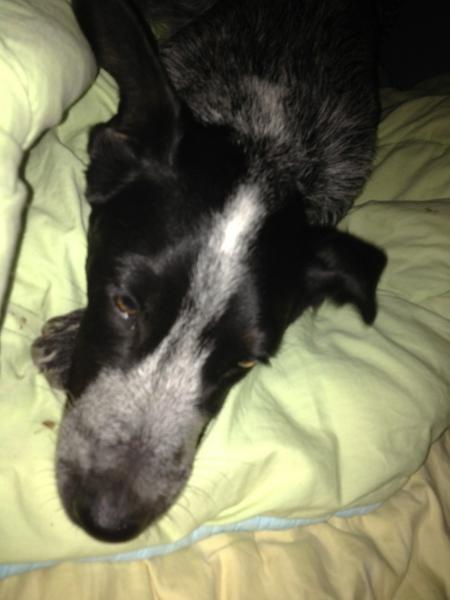hbrookea's tweet photo. Roxy #mybaby http://t.co/VVcRZ4Qp