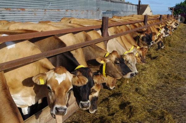 Beutiful sunny Autum morning, we start feeding winter feed to the cows today