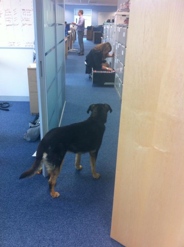 Simon David tweet media