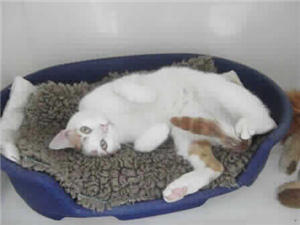 CP St.Helens tweet media