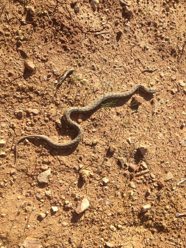 Naturaleza en estado puro!!!
Si tenemos Águilas culebreras por algo será...